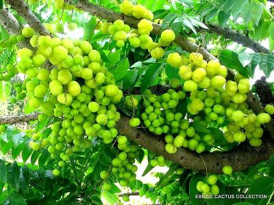 Tahitian Gooseberry Phyllanthus Acidus Malay Star Tree Fruit Exotic 5 Seeds