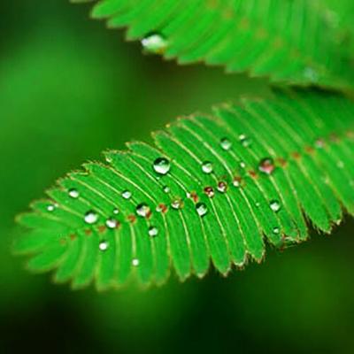 60 LITTLELEAF SENSITIVE BRIAR PLANT Flower Seeds