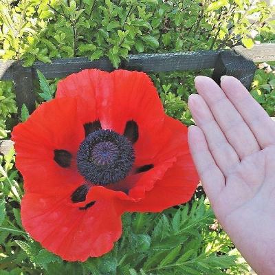 1001 ORIENTAL POPPY Flower Seeds Mid-Summer Blooms Long Life Garden