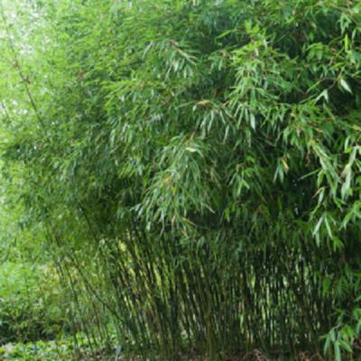 50 Bissetii Bamboo Seeds Privacy Climbing Garden Seed 