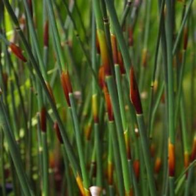 USA Cape Thatching Reed Seeds / Elegia tectorum 25 Seeds