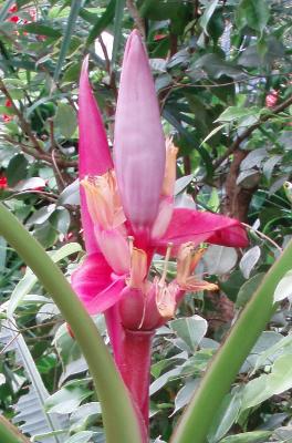 Easy Grow Musa Velutina Hairy Pink Banana 10 Seeds