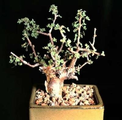 Guggul Myrrh Tree Commiphora Wightii Exotic Caudex Mukul Bonsai 5 Seeds