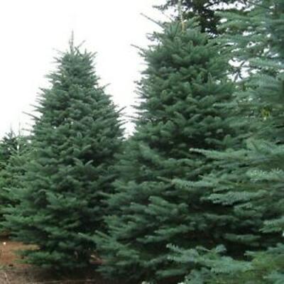 USA Noble Fir Tree Seeds / Abies procera 20 Seeds