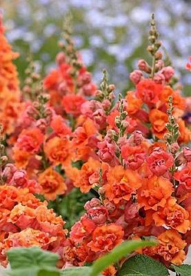 25 Seeds Bright Orange Hollyhock Perennial Giant Flower Garden Flowers