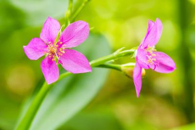 150 FAME FLOWER Jewels of Opar Talinum Portulaca Fameflower Vegetable Leaf Seeds
