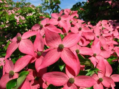 5 Seeds Scarlet Fire Dogwood Tree Flowering Hardy Color Flower Cornus Fubra