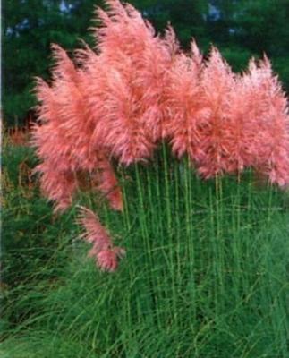100 Seeds Orange Pampas Grass Perennial Flowering Ornimental Grasses Flower