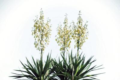 20 Yucca Glauca Soapweed Flower Seeds, Perennial - A Soap Making Aloe