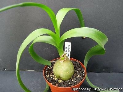 Best Seeds 20 Pregnant Onion Seeds Aka False Sea Onion Lily Ornithogalum Caudat