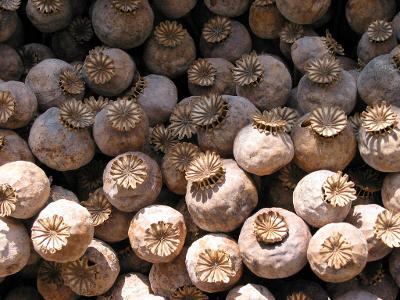 Best Seeds 1000 Poppy 