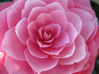 100 MIXED DOUBLE CAMELLIA IMPATIENS Balsamina Flower Seeds    *