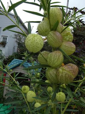 20 Butterfly Balls Seeds Perennial Hairy Ball Seed Perennial