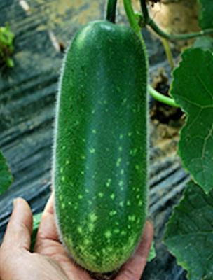 10 Fong Show, Hybrid Seeds Fuzzy gourd, Mao Gua Mokwa Non-GMO Heirloom