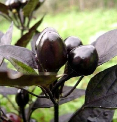 25 Seeds Black Pearl Ornamental Pepper Annual Spicy Garden Perennial