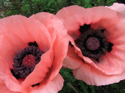 Real Seeds 100 Princess Victoria Louise Oriental Poppy Papaver Orientale Salmon