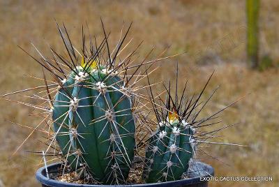Stetsonia Coryne Toothpick Cactus Argentine Columnar Cacti 20 Seeds