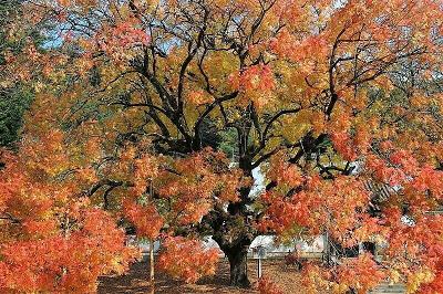 Best Seeds 25 Chinese Pistachio Pistacia Chinensis Pistache Pistach Mastic Tree