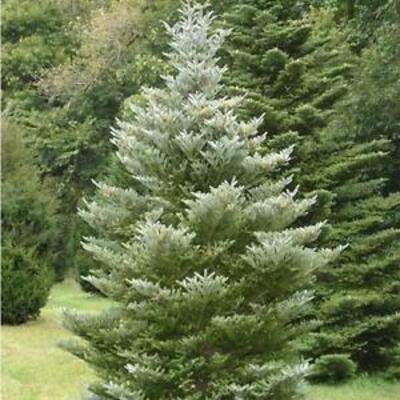 USA Korean Fir Tree Seeds / Abies koreana 20 Seeds