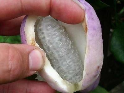 Best Seeds 100 Bulk Chocolate Vine Edible Fruit Akebia Quinata Fragrant 