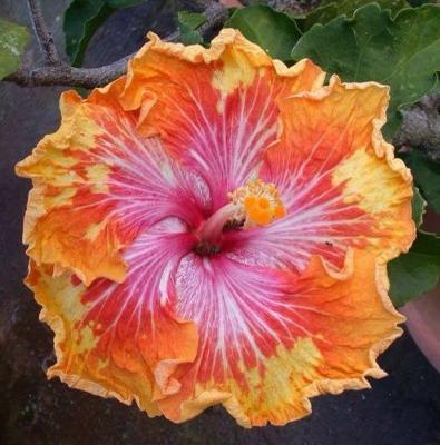 20 Seeds Orange Pink Hibiscus Perennial Flower Garden Exotic Hardy