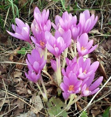 Best Seeds 10 Autumn Crocus Colchicum Autumnale Meadow Saffron Flower