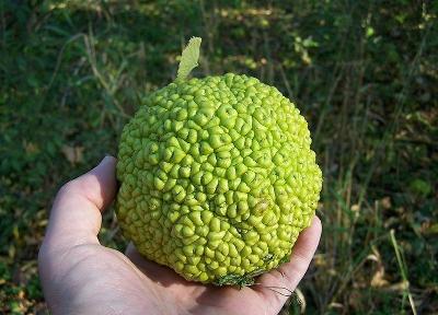 10 HEDGE APPLE Osage Orange Horse Apple Monkey Ball Maclura Pomifera Tree Seeds