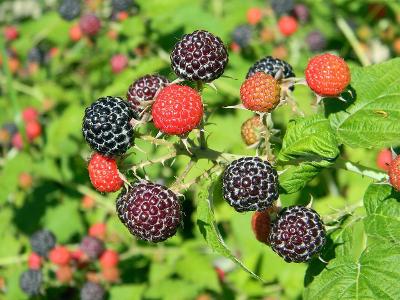 100 Black Raspberry Bush Seeds! Very Sweet, No Pesticides used