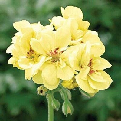 10 Seeds Yellow Geranium Hanging Basket Perennial Flowers Bloom Flower