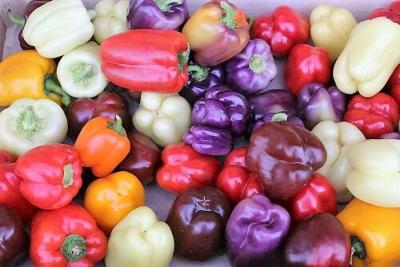 25 ROUMANIAN RAINBOW Bell PEPPER Heirloom White Orange Red Capsicum Annuum Seeds