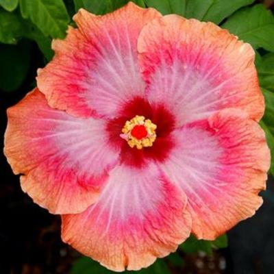 20 Seeds Rare Pink Orange Hibiscus Garden Tropical Perennial Flower Exotic Hardy