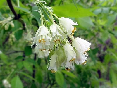 Best Seeds 5 American Bladdernut Tree Staphylea Trifolia Shrub Green Pod White 