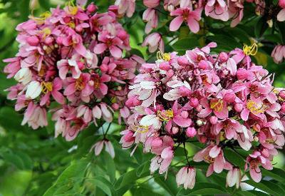 Cassia javanica subsp. nodosa Apple Blossom Cassia 10 Seeds From US