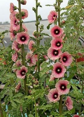 25 Light Dark Pink Hollyhock Seeds Perennial Flowers Flower Seed