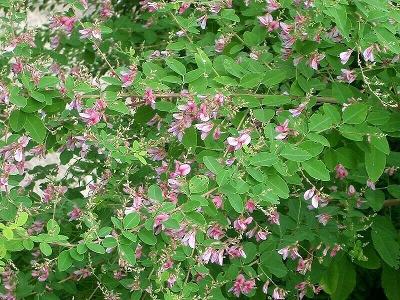 Best Seeds 100 Bu Clover Lespedeza Bicolor Buclover Rub Pink Purple Flower