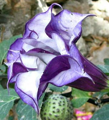 Easy Grow Datura Metel Double Purple Devils Trumpet 10 Seeds