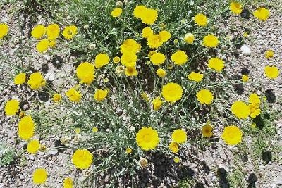 Best Seeds 500 Yellow Desert Marigold Baileya Multiradiata Owy Drought Daisy Fl