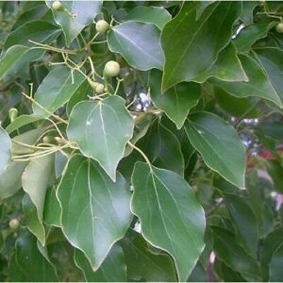 USA Camphor Laurel Tree Seeds / Cinnamomum camphora 20 Seeds