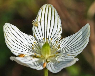50 GRASS OF PARNASSUS FLOWER Parnassia Glauca American Fen Grass Wetland Seeds