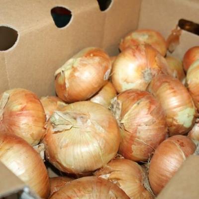 200 MAUI SWEET ONION Seeds Organic Non-GMO ort Day Spring  Planting