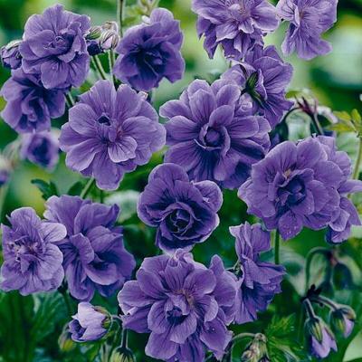 10 Seeds Double Purple Geranium Hanging Basket Perennial Flower Annual