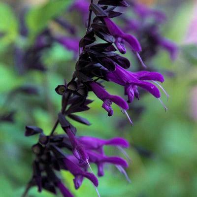 50 Purple Black Salvia Seeds Flower Seed Perennial Flowers Hummingbird