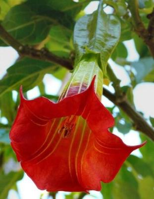 10 Seeds Red Angel Trumpet Brugmansia Datura Flower Fragrant Shrub