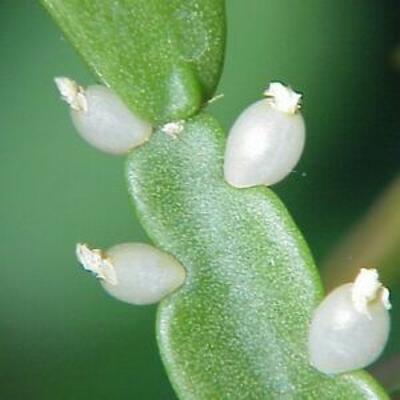 USA Mistletoe Cactus Seeds / Rhipsalis roseana 20 Seeds
