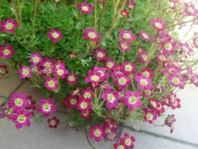 10 PURPLE ROBE SAXIFRAGA Saxifraga Arendsii Moss Rockfoil Evergreen Flower Seeds