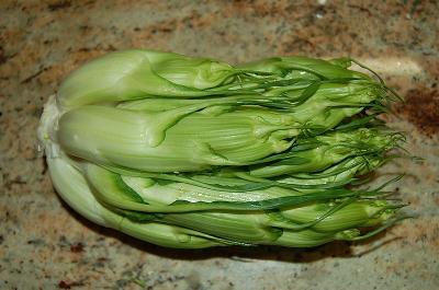 Best Seeds 250 Chicoria Catalogna Cicoria Puntarelle Chicorium Chicory Vegetabl