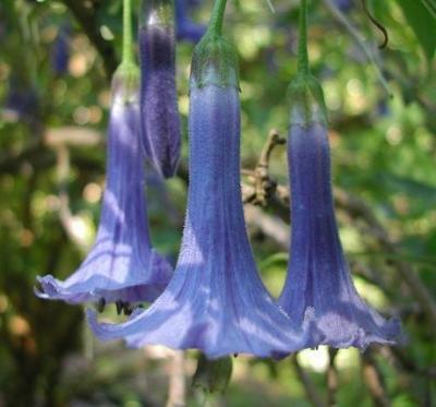 10 Blue Angel Trumpet Seeds Tropical Flowers Flower Fragrant Small Shrub