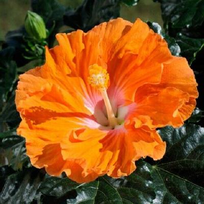 20 Seeds Yellow Orange Hibiscus Perennial Hardy Flower Garden Exotic