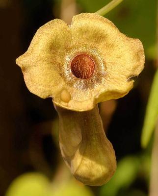 Aristolochia macrophylla Broadleafed Birthwort 5 Seeds From US
