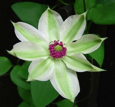 25 Seeds Green White Clematis Flowers Bloom Climbing Perennial Flower Garden